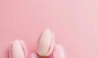 粉白色郁金香花语 粉色郁金香图片